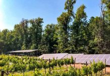 Viña Cousiño Macul celebra una nueva Certificación de Sustentabilidad de Vinos de Chile