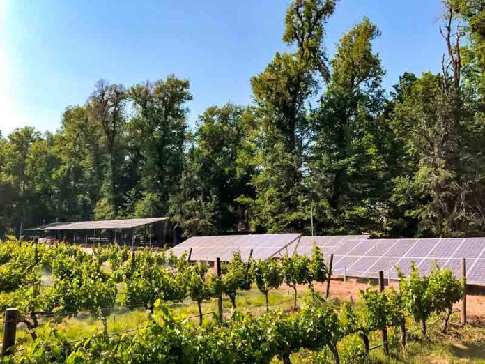 Viña Cousiño Macul celebra una nueva Certificación de Sustentabilidad de Vinos de Chile