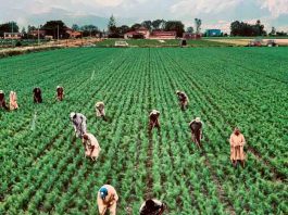 Alta demanda de trabajadores agrícolas de temporada: Cómo contratar mano de obra extranjera