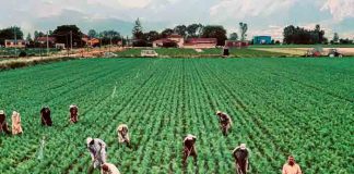 Alta demanda de trabajadores agrícolas de temporada: Cómo contratar mano de obra extranjera