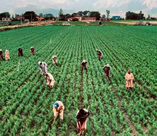 Alta demanda de trabajadores agrícolas de temporada: Cómo contratar mano de obra extranjera