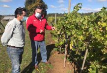 Encuestadores recorren la región para levantar información de Catastro Frutícola 2022