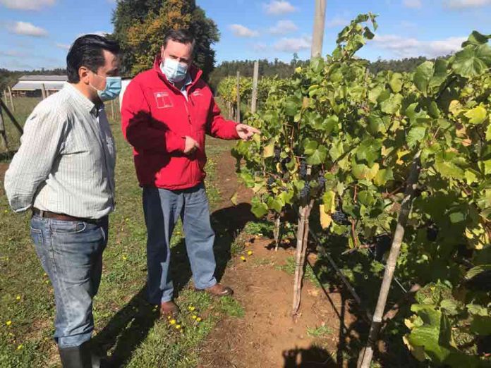 Encuestadores recorren la región para levantar información de Catastro Frutícola 2022