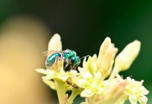 Estudio de la floración en palto Hass observa abundancia y diversidad de insectos silvestres