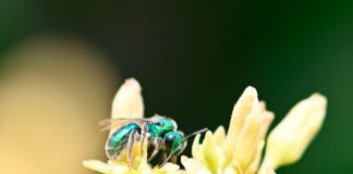 Estudio de la floración en palto Hass observa abundancia y diversidad de insectos silvestres