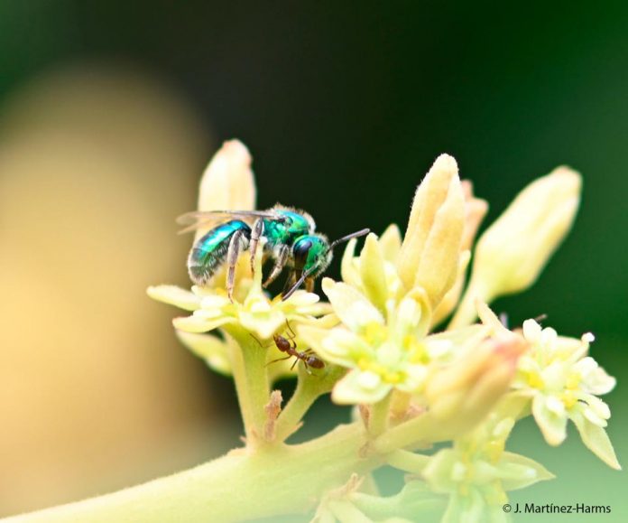 Estudio de la floración en palto Hass observa abundancia y diversidad de insectos silvestres