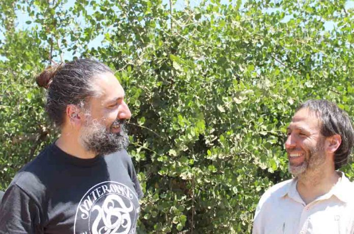 Estudio de la floración en palto Hass observa abundancia y diversidad de insectos silvestres
