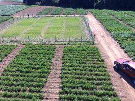 INIA implementará uso de drones y cámaras termales para generar nuevas variedades de papa de alto rendimiento y mejor adaptadas al cambio climático