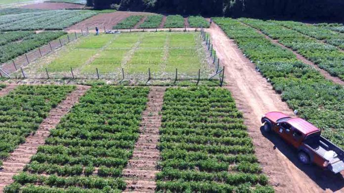 INIA implementará uso de drones y cámaras termales para generar nuevas variedades de papa de alto rendimiento y mejor adaptadas al cambio climático