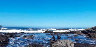 Inician ensayos de uso de algas para reducir las emisiones de gases invernadero y mejorar calidad nutritiva de la lecheInician ensayos de uso de algas para reducir las emisiones de gases invernadero y mejorar calidad nutritiva de la leche