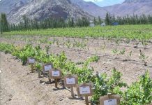 Investigadores de INIA La Platina impulsan herramientas moleculares para mejorar trazabilidad genética de frutales