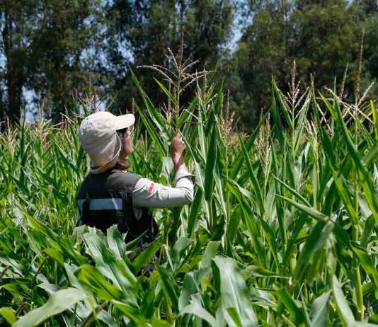 Participa de la consulta pública sobre la regulación de fertilizantes y bioestimulantes