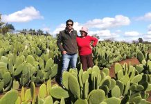 Polvo de nopal enriquecido con frutas y verduras llega por primera vez al mercado nacional