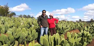 Polvo de nopal enriquecido con frutas y verduras llega por primera vez al mercado nacional