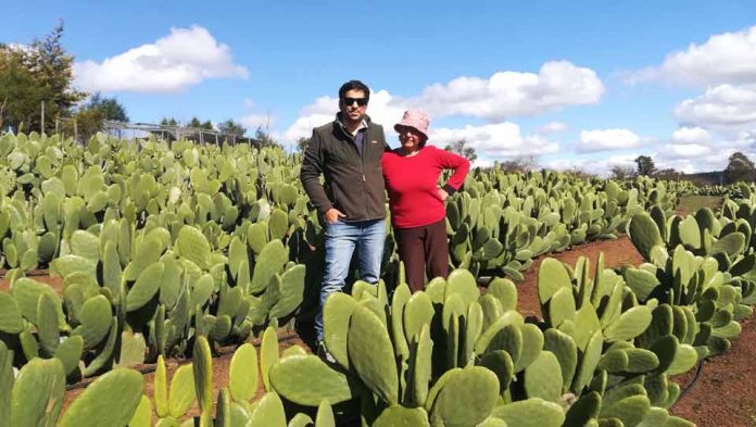 Polvo de nopal enriquecido con frutas y verduras llega por primera vez al mercado nacional