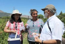 Primera liberación en Chile de agente de control biológico para el manejo de Drosophila suzukii en cultivos orgánicos.