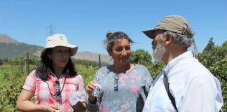 Primera liberación en Chile de agente de control biológico para el manejo de Drosophila suzukii en cultivos orgánicos.