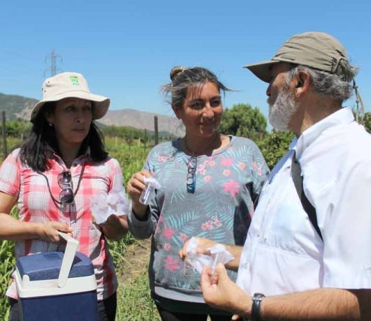 Primera liberación en Chile de agente de control biológico para el manejo de Drosophila suzukii en cultivos orgánicos.