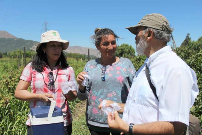 Primera liberación en Chile de agente de control biológico para el manejo de Drosophila suzukii en cultivos orgánicos.