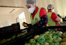 Rescate del tomate Limachino y tecnificación del riego: Énfasis de la visita del director nacional a región de Valparaíso