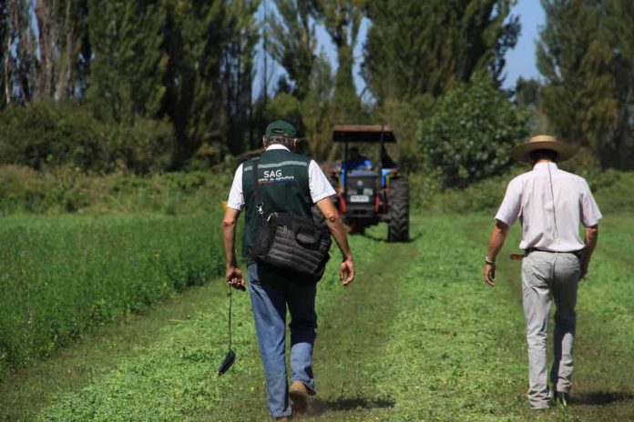 SAG Biobío recuerda a agricultores/as postular a concursos de Operación Temprana 2022 del SIRSDs