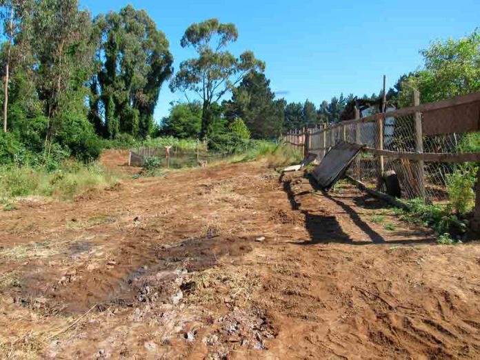Tomé cuenta con 7 kilómetros de cortafuegos construidos por CONAF