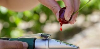 Ingeniería genética: Trabajar con tecnología RNA permitiría la adaptación del cerezo al cambio climático