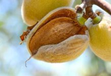 ALMENDROS Y NUECES EN CHILE