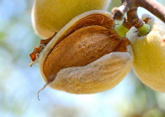 ALMENDROS Y NUECES EN CHILE