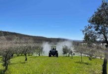 Agricultores de Los Sauces se diversifican y mejoran su producción con asesoría especializada