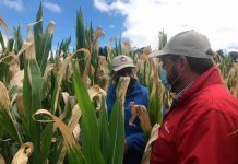 Agroseguros del Minagri llama a agricultores a contratar oportunamente los seguros para el agro