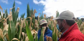 Agroseguros del Minagri llama a agricultores a contratar oportunamente los seguros para el agro