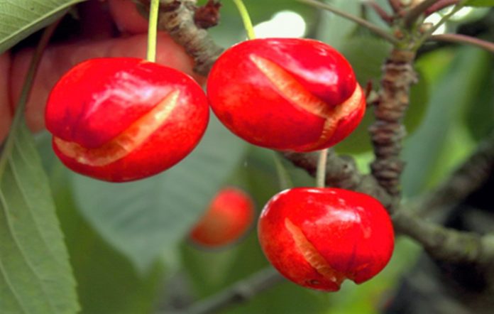 Desarrollo de vacuna contra partidura de frutos de cereza mostrará investigador INIA en conferencia internacional