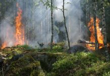 ¿Es posible recuperar el suelo tras un incendio?