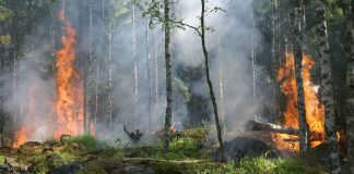 ¿Es posible recuperar el suelo tras un incendio?