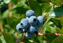 INDUSTRIA MUNDIAL DEL ARÁNDANO Blueberry Convention 2022