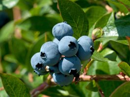 INDUSTRIA MUNDIAL DEL ARÁNDANO Blueberry Convention 2022