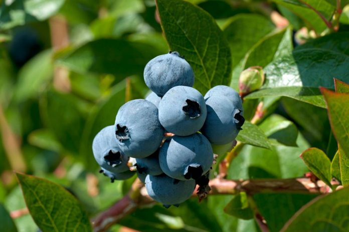 INDUSTRIA MUNDIAL DEL ARÁNDANO Blueberry Convention 2022
