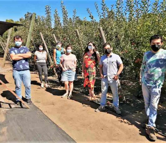 Investigadores INIA buscan frenar preocupante aumento de enfermedades fungosas de la madera en frutales