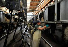 Los Ríos: Innovación busca contribuir al sistema de vigilancia de fiebre Q en bovinos