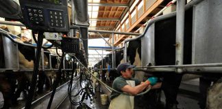 Los Ríos: Innovación busca contribuir al sistema de vigilancia de fiebre Q en bovinos