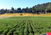 Recuperación de suelos agropecuarios e instrumentos de INDAP: El punto de inicio para una mayor productividad rural en Aysén