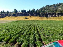 Recuperación de suelos agropecuarios e instrumentos de INDAP: El punto de inicio para una mayor productividad rural en Aysén