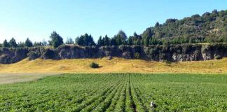 Recuperación de suelos agropecuarios e instrumentos de INDAP: El punto de inicio para una mayor productividad rural en Aysén