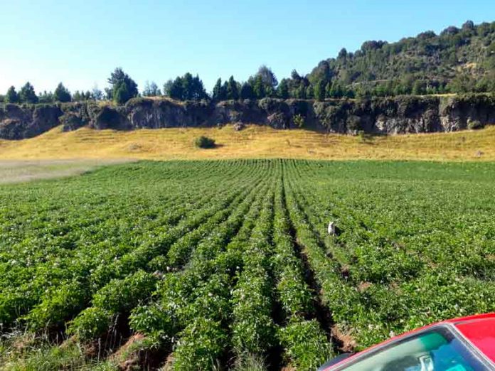 Recuperación de suelos agropecuarios e instrumentos de INDAP: El punto de inicio para una mayor productividad rural en Aysén