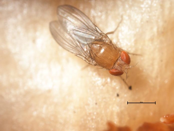 SAG capacita a profesionales de la provincia de palena en el reconocimiento y medidas de control de la mosca de alas manchadas