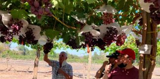 Socios del Programa de Mejoramiento Genético de Vides (PMGV) INIA-Biofrutales se reunieron para conocer las nuevas selecciones intermedias de uva de mesa. 