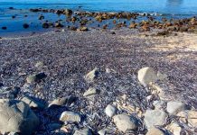 VARAZÓN DE PECES EN PLAYA DE COLIUMO BIOBIIO