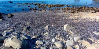 VARAZÓN DE PECES EN PLAYA DE COLIUMO BIOBIIO