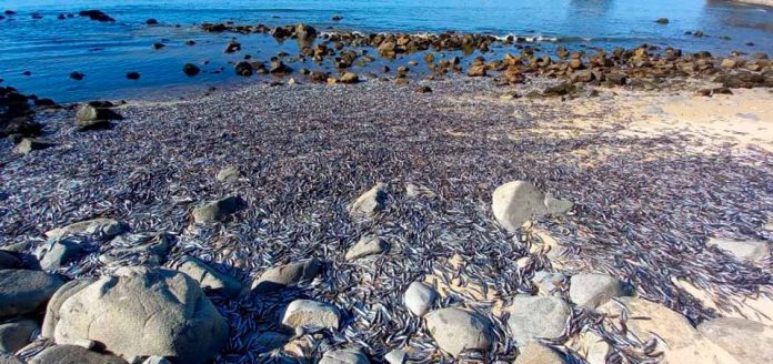 VARAZÓN DE PECES EN PLAYA DE COLIUMO BIOBIIO